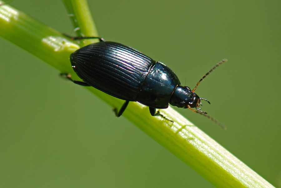 Carabidae su fiore da ID. Amara ovata